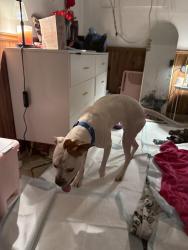 Found/Stray Female Dog last seen Rigmar mall, Fort Worth, TX 76116