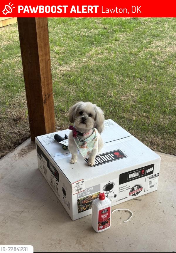 Lost Male Dog last seen Was last seen Sw washington ave and sw 17th st, Lawton, OK 73501