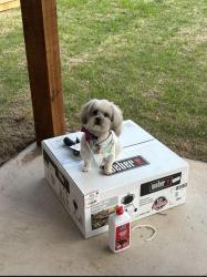 Lost Male Dog last seen Was last seen Sw washington ave and sw 17th st, Lawton, OK 73501