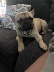 Found/Stray Male Dog last seen Kirk street , Rexland Acres, CA 93307