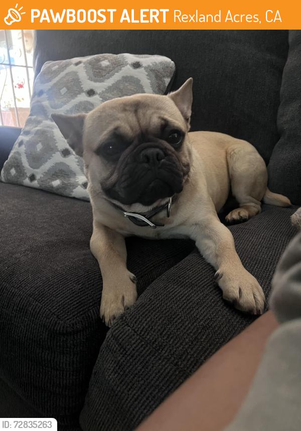 Found/Stray Male Dog last seen Kirk street , Rexland Acres, CA 93307