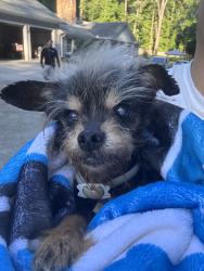 Found/Stray Female Dog last seen Hilltop, Jonesboro, GA 30236
