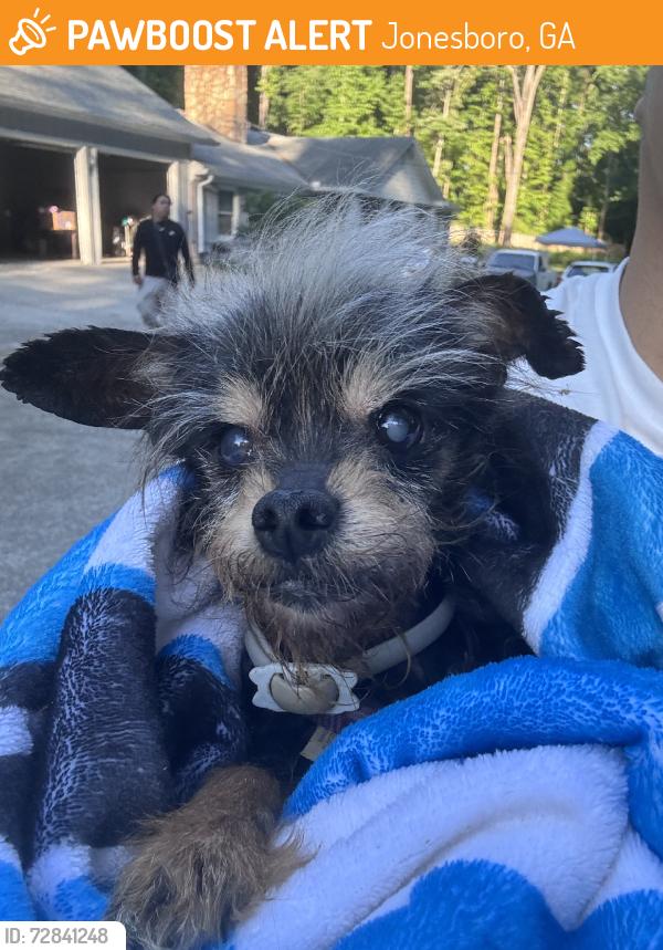Found/Stray Female Dog last seen Hilltop, Jonesboro, GA 30236