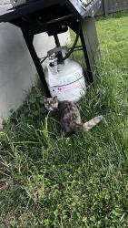 Found/Stray Female Cat last seen Back alley, , Roanoke, VA 24013