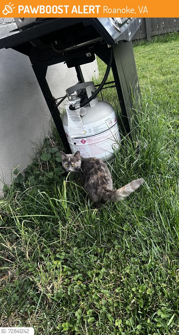 Found/Stray Female Cat last seen Back alley,, Roanoke, VA 24013
