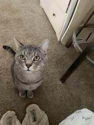 Lost Male Cat last seen Walkers creek by rivergate , Charlotte, NC 28273