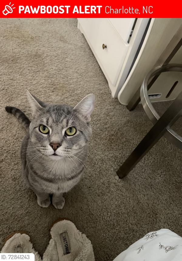 Lost Male Cat last seen Walkers creek by rivergate , Charlotte, NC 28273