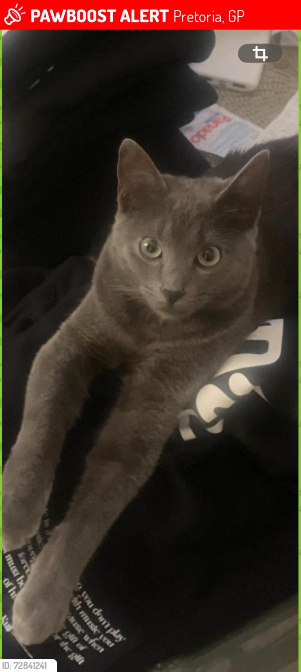 Lost Male Cat last seen Sunnyside celliers , Pretoria, GP 0002