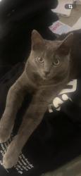 Lost Male Cat last seen Sunnyside celliers , Pretoria, GP 0002