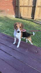 Lost Female Dog last seen Near , Sugar Land, TX 77478