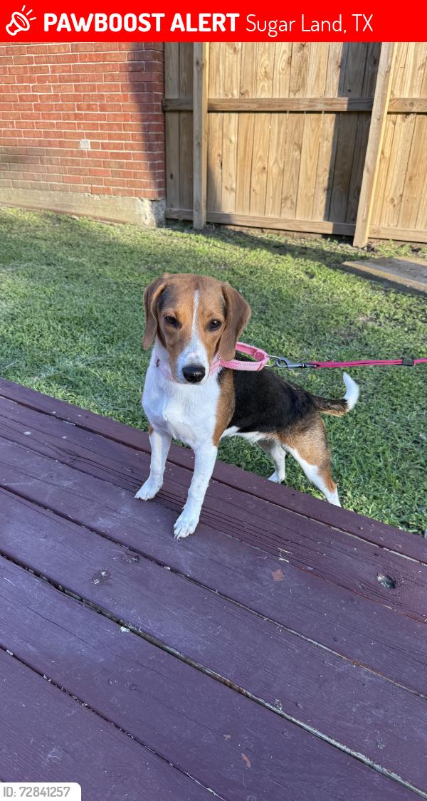 Lost Female Dog last seen Near , Sugar Land, TX 77478
