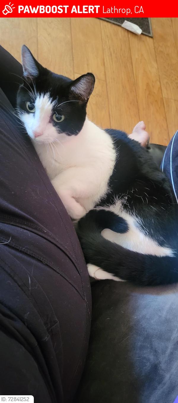 Lost Female Cat last seen Lathrop, Lathrop, CA 95330