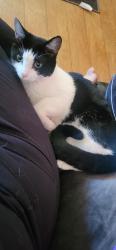 Lost Female Cat last seen Lathrop, Lathrop, CA 95330