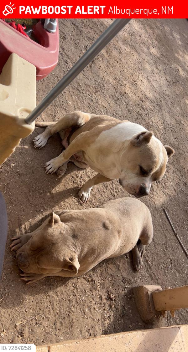 Lost Female Dog last seen Montano and 4th st , Albuquerque, NM 87107