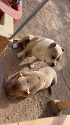 Lost Female Dog last seen Montano and 4th st , Albuquerque, NM 87107