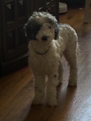 Lost Female Dog last seen Jericho and Eastman Ave , Aurora, CO 80013