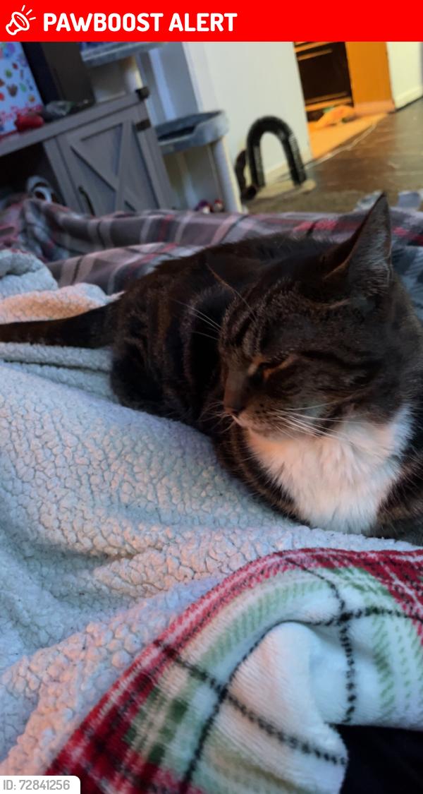 Lost Female Cat last seen Foster rd, Lake Ronkonkoma, NY 11779