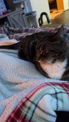Lost Female Cat last seen Foster rd, Lake Ronkonkoma, NY 11779