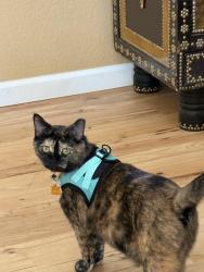 Lost Female Cat last seen Scotch Pine Dr, Severance, CO 80550