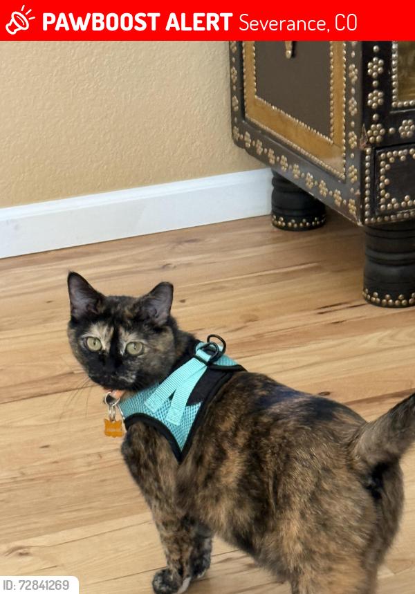 Lost Female Cat last seen Scotch Pine Dr, Severance, CO 80550