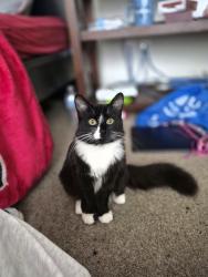 Lost Female Cat last seen 124th Street E. 98th Ave E, Puyallup, WA 98373