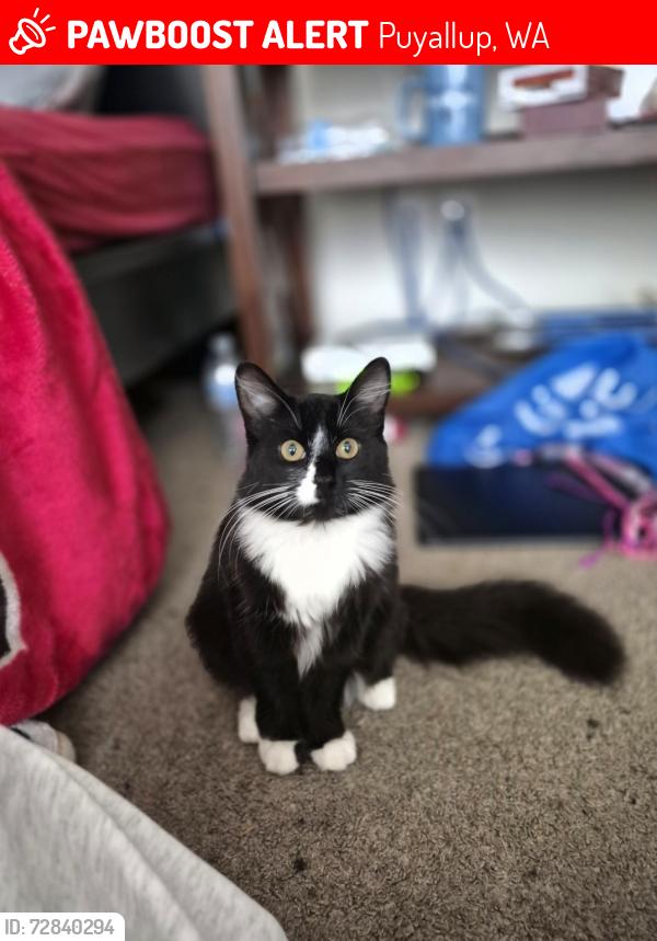 Lost Female Cat last seen 124th Street E. 98th Ave E, Puyallup, WA 98373
