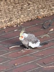Found/Stray Unknown Bird last seen Boardman and Seminole Ave, Orlando, FL 32804