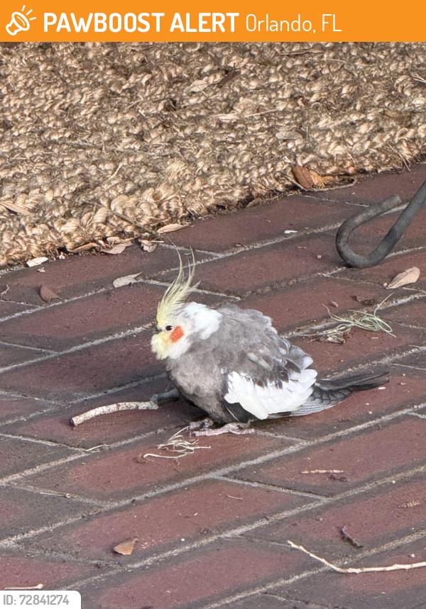 Found/Stray Unknown Bird last seen Boardman and Seminole Ave, Orlando, FL 32804