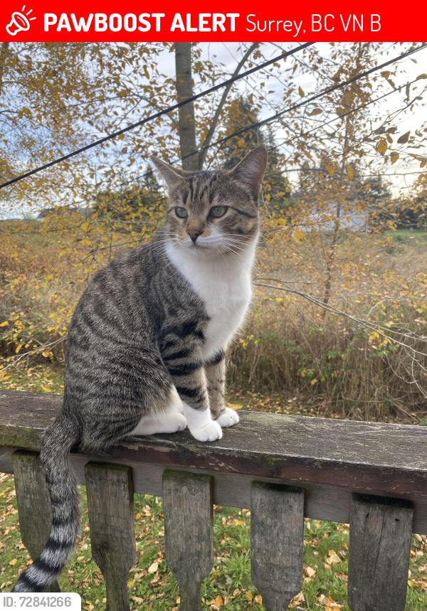 Lost Male Cat last seen Near street 74 ave, Surrey, BC V4N 6B2
