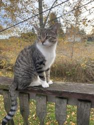 Lost Male Cat last seen Near street 74 ave, Surrey, BC V4N 6B2