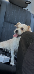 Found/Stray Unknown Dog last seen Glen ridge & Honey Hill , San Antonio, TX 78229