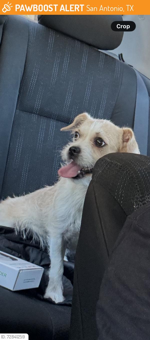 Found/Stray Unknown Dog last seen Glen ridge & Honey Hill , San Antonio, TX 78229