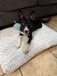 Found/Stray Male Dog last seen N Cherry St & E Hoffer St., Banning, CA 92220