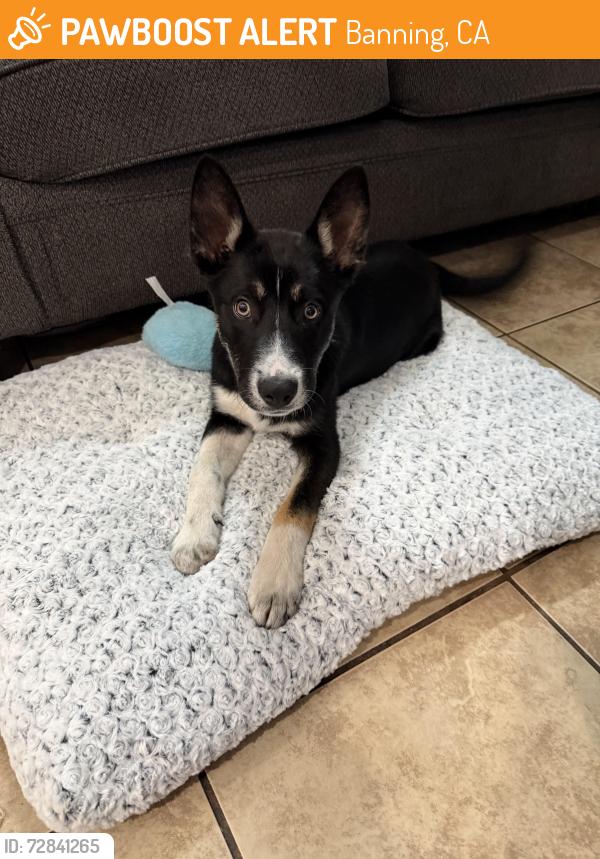 Found/Stray Male Dog last seen N Cherry St & E Hoffer St., Banning, CA 92220