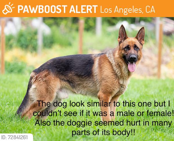 Found/Stray Unknown Dog last seen Wilbur Ave & Chase St Northridge, CA  91324 Estados Unidos, Los Angeles, CA 91324