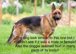 Found/Stray Unknown Dog last seen Wilbur Ave & Chase St Northridge, CA  91324 Estados Unidos, Los Angeles, CA 91324