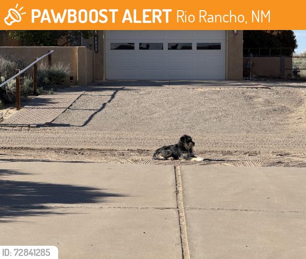Found/Stray Unknown Dog last seen Unser and veranda, Rio Rancho, NM 87124