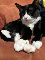 Lost Male Cat last seen Cambreleng ave & 187 street, The Bronx, NY 10458
