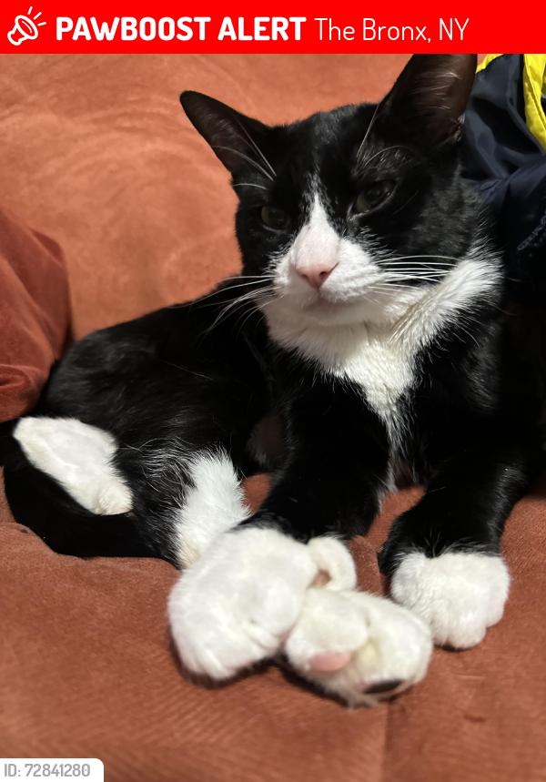 Lost Male Cat last seen Cambreleng ave & 187 street, The Bronx, NY 10458