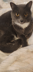 Lost Male Cat last seen Dell road , Kelowna, BC V1X 3P7