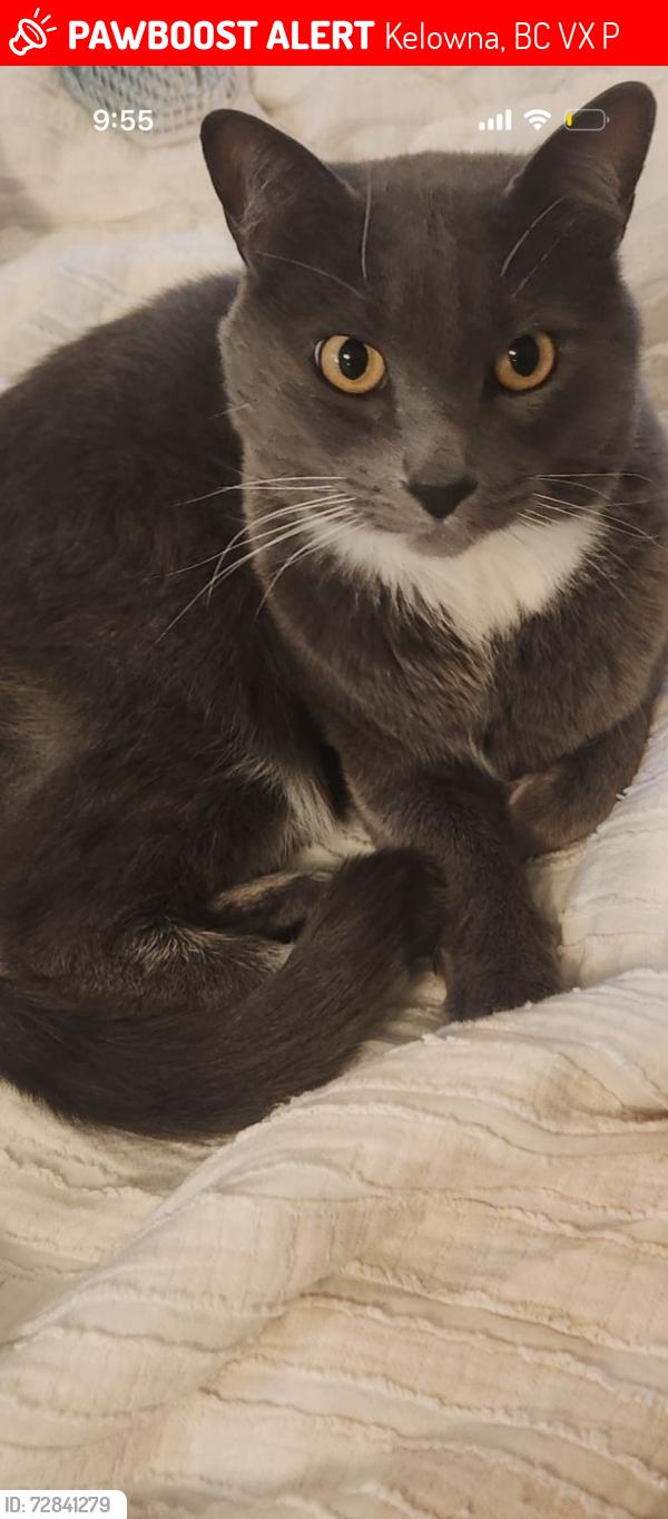 Lost Male Cat last seen Dell road , Kelowna, BC V1X 3P7