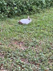 Found/Stray Unknown Rabbit last seen SW10, Deerfield Beach, FL 33441