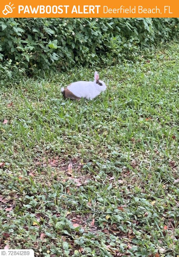 Found/Stray Unknown Rabbit last seen SW10, Deerfield Beach, FL 33441