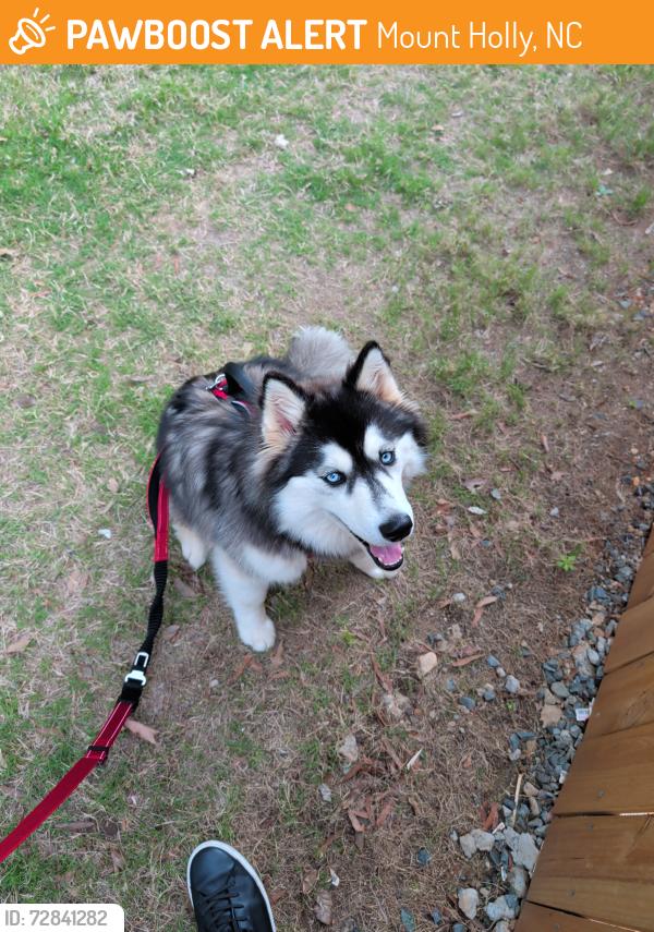 Found/Stray Female Dog last seen Found in mt holly near JR Cashs grill, Mount Holly, NC 28120