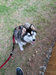 Found/Stray Female Dog last seen Found in mt holly near JR Cashs grill, Mount Holly, NC 28120