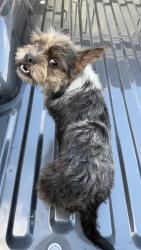 Found/Stray Unknown Dog last seen Fern, McAllen, TX 78501