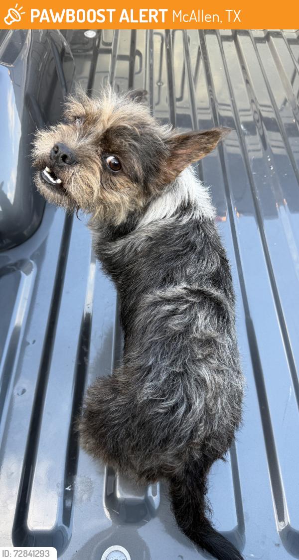 Found/Stray Unknown Dog last seen Fern, McAllen, TX 78501