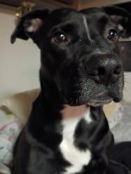 Lost Male Dog last seen Baites rd cortis drive, Toney, AL 35773
