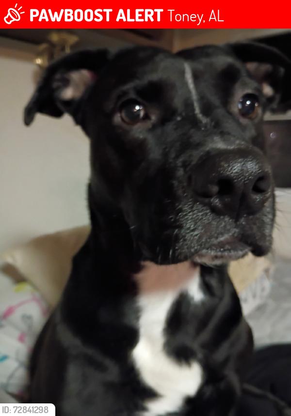 Lost Male Dog last seen Baites rd cortis drive, Toney, AL 35773