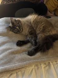 Lost Female Cat last seen Se King Rd and Se Cook Ct., Milwaukie, OR 97222